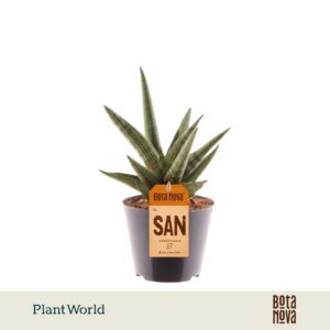 Sansevieria Cylindrica Helios Dwarf'
(12 Plants/Order)(8.5cmP 20cmH)