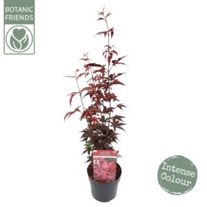 Acer palmatum Twombly's Red Sentinel'
(1 Plants/Order)(19cmP 65cmH)