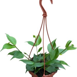Hoya polyneura
(8 Plants/Order)(14cmP 30cmH)