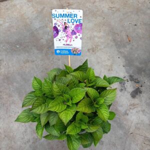 Hydrangea macrophylla Endless Summe Love Purple' P23
(1 Plants/Order)(23cmP 20cmH)