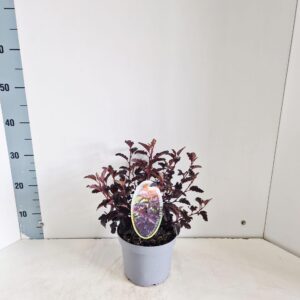 Physocarpus opulifolius All Black ('Minall2'PBR)
(1 Plants/Order)(17cmP 30cmH)