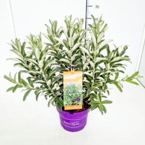 Salix Salix FE 'Iceberg Alley' 40-50C5
(1 Plants/Order)(22cmP 50cmH)