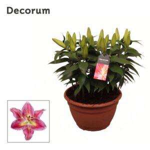 Lilium Starlight Express OR Pink 9pp
(1 Plants/Order)(25cmP 50cmH)