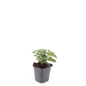 Hypericum calycinum
(12 Plants/Order)(9cmP 15cmH)