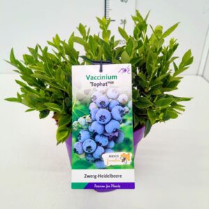 Vaccinium corymbosum Vaccinium cor. 'Tophat' PBR 30-40C5
(1 Plants/Order)(23cmP 50cmH)