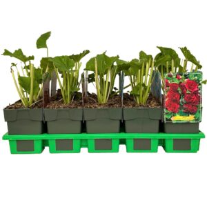 Alcea rosea 'Double Purple' P11
(10 Plants/Order)(11cmP 25cmH)