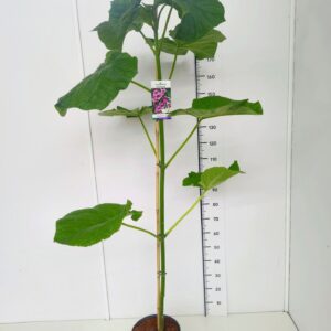 Paulownia tomentosa Paulownia tomentosa 175-200C10 
(1 Plants/Order)(28cmP 195cmH)