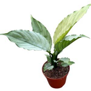 Spathiphyllum Blue Ice
(14 Plants/Order)(8cmP 12cmH)