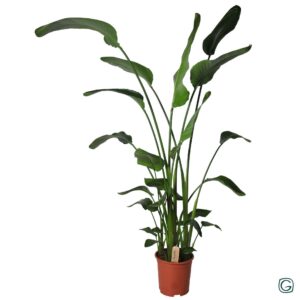 Strelitzia nicolai p27 XXL
(1 Plants/Order)(27cmP 180cmH)