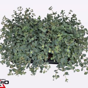 Sedum sieboldii Mediovariegatum
(8 Plants/Order)(12cmP 18cmH)