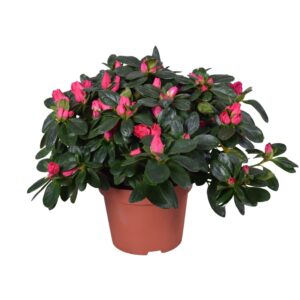 Rhododendron Nordlicht Azalea Vogel red 13cm
(6 Plants/Order)(13cmP 28cmH)