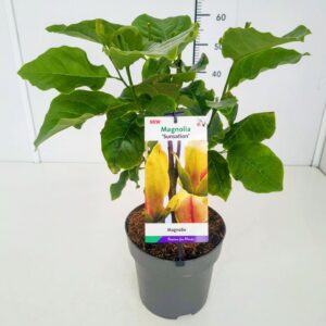 Magnolia Sunsation Magnolia 'Sunsation' 50-60C5
(1 Plants/Order)(22cmP 60cmH)