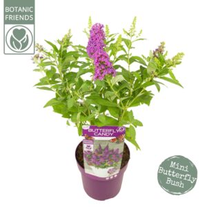 Buddleja Butterfly Candy Little Rub Cerise'
(1 Plants/Order)(19cmP 45cmH)