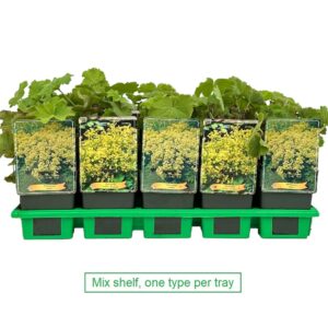 Alchemilla mollis mix laag P11
(10 Plants/Order)(11cmP 25cmH)
