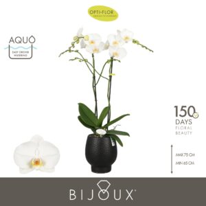 Phalaenopsis white more Ripsen Bijoux Crystal 2 spike in Abruzzo Black Aquo
(3 Plants/Order)(15cmP 70cmH)