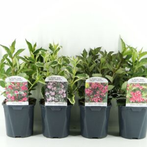 Weigela other mix LAAG
(6 Plants/Order)(17cmP 40cmH)