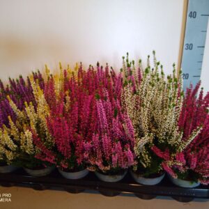 Calluna Beauty-Ladies "Ladies mixtray
(18 Plants/Order)(9cmP 12cmH)