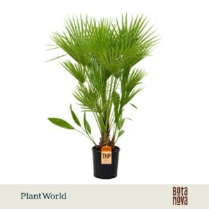 Chamaerops humilis Eagle palm p27 140-150 cm
(5 Plants/Order)(27cmP 140cmH)