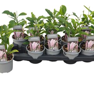 Magnolia George Henry Kern
(10 Plants/Order)(12cmP 35cmH)