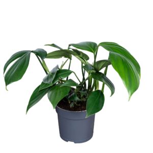 Philodendron Dragon Tail 14cm
(8 Plants/Order)(14cmP 25cmH)