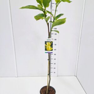 Magnolia Yellow Lantern Magnolia 'Yellow Lantern' 80CMSTC5
(1 Plants/Order)(22cmP 140cmH)