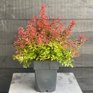 Berberis thunbergii 'Admiration'® P17
(6 Plants/Order)(17cmP 35cmH)