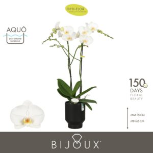 Phalaenopsis white more Ripsen Bijoux Crystal 2 spike in Emilia Dark Brown Aquo
(3 Plants/Order)(15cmP 70cmH)