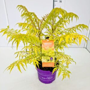 Rhus typhina Rhus 'Tiger Eyes' PBR 40-50C5 
(1 Plants/Order)(23cmP 60cmH)