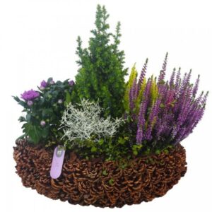 Arrangementen Garden plants PTHO7736 Arrangement Autumn Outdoor in houten bak
(1 Plants/Order)(43cmP 49cmH)