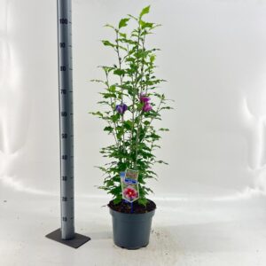 Hibiscus syriacus Flower Tower Purple ('Gandini Santiago'PBR)
(1 Plants/Order)(23cmP 95cmH)