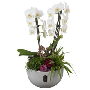 Indoor plants PTHI3244 Arrangement Autumn Indoor in Ceramics schaal
(1 Plants/Order)(26cmP 59cmH)