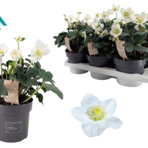 Helleborus niger Christmas Carol 17 cm Large
(6 Plants/Order)(17cmP 55cmH)