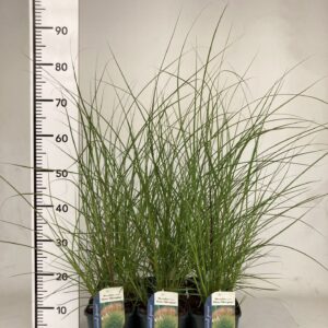 Miscanthus sinensis small Silbers Miscanthus sinensis small Silberspinne
(6 Plants/Order)(17cmP 15cmH)