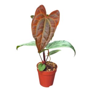 Anthurium Leaf Ace of Spades x Papillilaminum
(2 Plants/Order)(9cmP 10cmH)