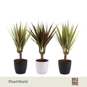 Dracaena marg. stam mix 7 cm in Sara Black White
(16 Plants/Order)(7cmP 30cmH)