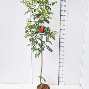 Sorbus aucuparia var edulis Sorbus aucuparia 'Edulis' 150-175C10
(1 Plants/Order)(28cmP 170cmH)