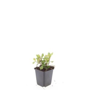 Ceratostigma plumbaginoides
(12 Plants/Order)(9cmP 5cmH)
