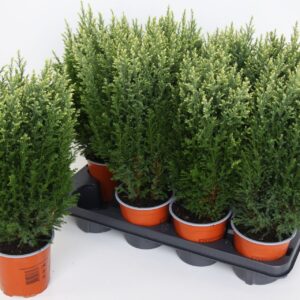 Chamaecyparis Snow Whit lawsoniana
(8 Plants/Order)(13cmP 45cmH)