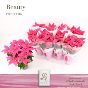 Euphorbia Princettia Dark Pink P12 Dolc'Amore® Beauty
(8 Plants/Order)(12cmP 31cmH)