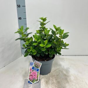 Escallonia laevis Pink Elle ('Lades'PBR)
(1 Plants/Order)(19cmP 40cmH)