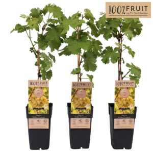 Vitis Golden Champion
(10 Plants/Order)(15cmP 65cmH)