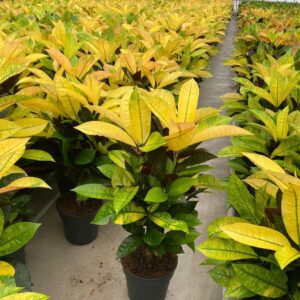 Codiaeum Mrs Iceton busch P19
(1 Plants/Order)(19cmP 60cmH)