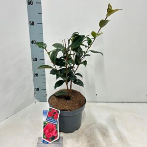 Camellia reticulata Mary Williams
(1 Plants/Order)(19cmP 40cmH)