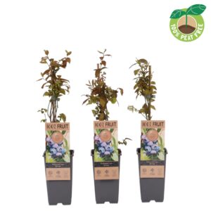 Vaccinium corymbosum Jersey
(10 Plants/Order)(15cmP 40cmH)