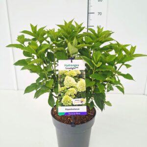 Hydrangea paniculata Limelight Hydrangea pan. 'Limelight' 50-60C5
(1 Plants/Order)(23cmP 70cmH)
