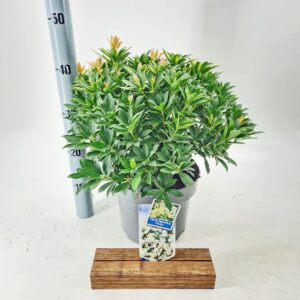 Pieris japonica Purity
(1 Plants/Order)(23cmP 40cmH)