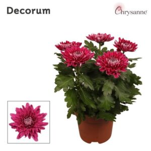 Chrysanthemum Supernova Purple Chrysanne® Zembla Next p17
(6 Plants/Order)(17cmP 35cmH)