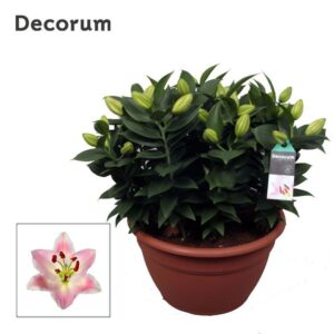 Lilium Souvenir OR XL 15pp
(1 Plants/Order)(35cmP 45cmH)