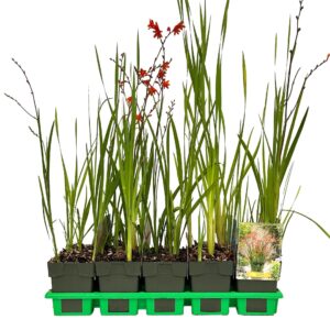 Crocosmia Red King' P11
(10 Plants/Order)(11cmP 25cmH)