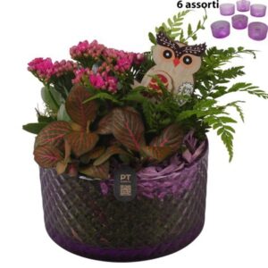 Arrangement kamer PTHG8296 Arrangement Autumn Glass in Glas schaal
(6 Plants/Order)(15cmP 19cmH)
